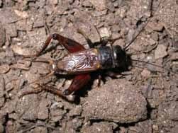 We offer all pest control services in singapore. Management Of Pest Insects In And Around The Home Uga Cooperative Extension