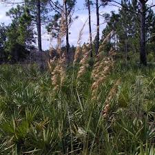 Image result for Sorghastrum