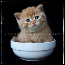 The british shorthair is both one of britain's oldest and most enduringly popular cat breeds. Bleupaws British Shorthair Singapore British Shorthair Home Facebook