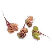 Image result for Phyllanthus retinervis