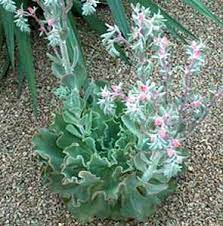 Check spelling or type a new query. Echeveria Giant Blue Curls At San Marcos Growers