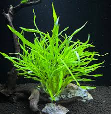 Image result for Pogostemon aquaticus