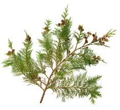 Image result for Cupressus funebris