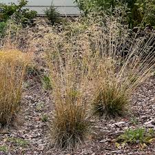 Image result for Deschampsia