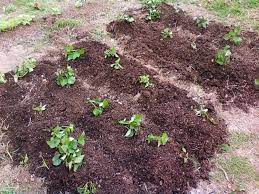 Partial sun or a bit of afternoon shade in the hottest climates is best. Growing Sweet Potatoes In Missouri Longfellow S Garden Center