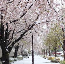 いいね 56件 コメント4件 mei mei yama のinstagramアカウント 近所でうれしいことを探す 春の雪 桜 雪 散歩 桜隠し snowinmarch sakura japan photo beautifulview canonkissx7 春の雪 雪 自然