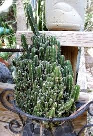 Cristata or mammillaria elongata cristata and its common names include Cristate And Monster Succulents Dave S Garden