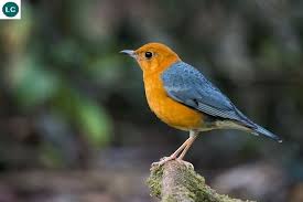 Https Www Facebook Com Wonderbirdspecies Orange Headed Thrush Geokichla Citrina Zoothera Citrina Indian Subcontinent And Mammals Wildlife Tour Pet Birds