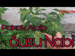 Justeru, penulis akan kongsikan khasiat. Download Pokok Herba Susu Nabi Boleh Merawat Penyakit Herba Herbasusunabi Aratanah In Hd Mp4 3gp Codedfilm