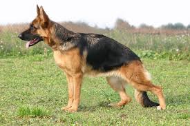 Signs and symptoms of rectal cancer include: Rectal Prolapse In Dogs Symptoms Causes Diagnosis Treatment Recovery Management Cost