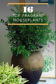 Check spelling or type a new query. 16 Of The Best Smelling Houseplants Fragrant Plant Plants Low Light Plants