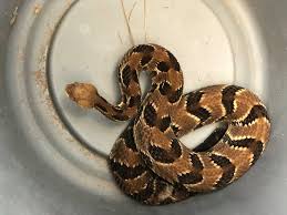 Check spelling or type a new query. Snakes Dangerous Enough To Kill You Sold Freely In South Carolina