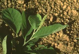 Image result for Antidesma venosum