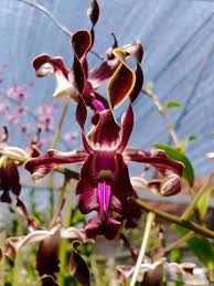 Image result for Eulophia coeloglossa