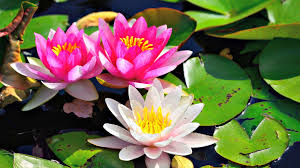 Hanakotoba The Japanese Language Of Flowers Water Lilies Lily Flower Wonderful Flowers
