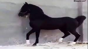 خير الخيل الأدهم الأقرح الأرثم ثم الأقرح المحجل طلق اليمين youtube