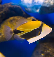 The reef triggerfish was originally designated the official fish of hawaii in 1985, but due to an expiration of a hawaiian state law after five years, it ceased to be the state fish in 1990. Hawaii Fish Marine Wildlife Information Maui Kauai Big Island Oahu