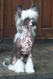 Chinese Crested Dog Chinese Crested Top 10 Dog Breeds Chinese Crested Dog