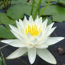 Image result for Nymphaeaceae