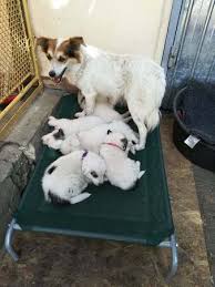 המחירים שלנו קבועים וכוללים את כל ההוצאות. Lucia Und Die Dominos Und Anderes Neuigkeiten Von Die Hunde Aus Targu Neamt Und Sascut Brauchen Deine Hilfe Hundehilfe Lucky Stray E V Betterplace Org