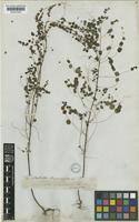 Image result for Phyllanthus nummulariifolius