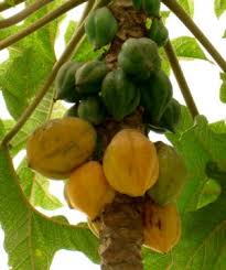 Image result for Vasconcellea pubescens