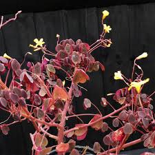 Great for a fun filler in mixed containers! Oxalis Plum Crazy Plum Crazy Wood Sorrel In Gardentags Plant Encyclopedia