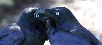 They are even observed to use the same nest for bringing up their offspring. World S Smartest Birds Welcome Wildlife