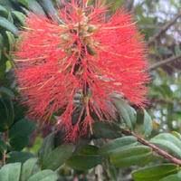 Image result for Melaleuca hypericifolia