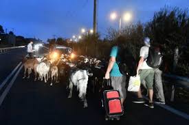 Το δάσος του πολυδενδρίου βρίσκεται στο μαυροβούνι και απέχει 30 χλμ. U6xdjlt3xxl97m