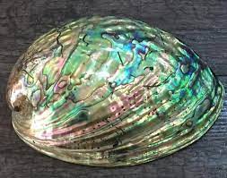 In cleansing rituals, it is believed that holding onto the iridescent shell of the abalone increases feelings of purity. Abalone Shell At Rs 751 Piece à¤ª à¤° à¤• à¤¤ à¤• à¤¸ à¤¶ à¤² à¤¨ à¤š à¤°à¤² à¤¸ à¤¶ à¤² Kiran Jewellers Mumbai Id 20826637091