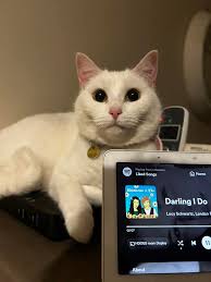 Analyzing Grandmother Fern's Clues for Kat