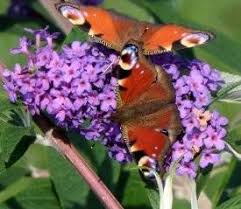 Schmetterlingsgarten Diese Pflanzen Liefern Nektar Und Futter Fur Die Schmetterlingsraupen Schmetterlingsgarten Schmetterlingsraupen Pflanzen