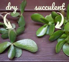 You can check on the plant's watering needs by feeling the soil. How To Propagate A Jade Plant Dengarden