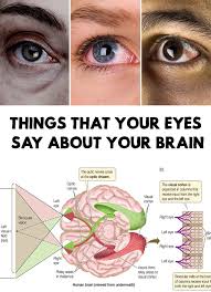 Amazing The Eyes Are The Windows Of The Soul Or Brain Find Out Things That Your Eyes Say About Yo Diy Beauty Care Homemade Beauty Tips Natural Beauty Diy