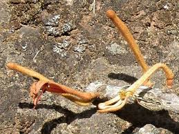 Image result for Phragmanthera