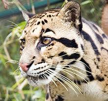 Panthere Nebuleuse Wikipedia 0,60 à 1,10 m (et 0,60 à 0,90 m pour la queue)poids : panthere nebuleuse wikipedia