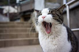 Cats also yawn when other cats do so. Why Are Yawns Contagious We Asked A Scientist Pbs Newshour