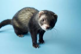 U cant really talk to cats, but u can communicate with them, there are certain way u can do this, the one i do is when my cat is relax. Can Ferrets Eat Mice In Their Regular Diet Fluffyplanet Com