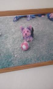 Has anyone seen our 7month old pitty? 😭 Phoenix must have gotten out  during the day at no 5