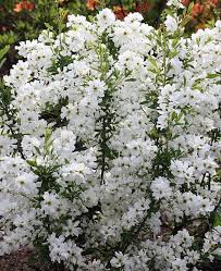 Image result for Exochorda