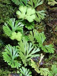 Image result for Elaphoglossum