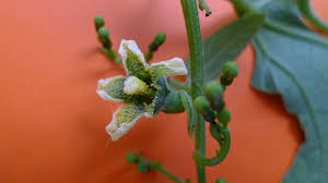 Image result for Cayaponia