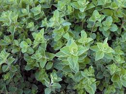 9 Herbs For Your Perennial Herb Garden Perennial Herbs Herbs Oregano Plant