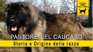 Per addestrare un cane da pastore del caucaso occorre un addestratore esperto. Pastore Del Caucaso Storia E Origine Della Razza Youtube