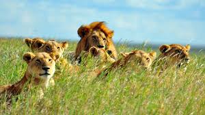 Grassland biomes are made mostly of grasses. Grassland Habitat