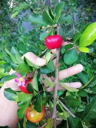 Some of those groups are pome fruits, which include apples and pears, and stone fruits, which include peaches/nectarines, almonds, apricots, plums and cherries. An Orchard In Western Mindanao Grows Figs And Other Exotic Fruit Bearing Trees Agriculture Monthly