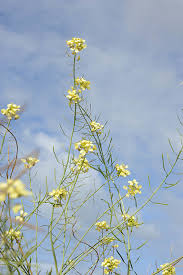 Image result for Diplotaxis