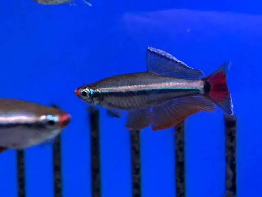 Vietnamese Cardinal Minnow-Tanichthys micagemmae
