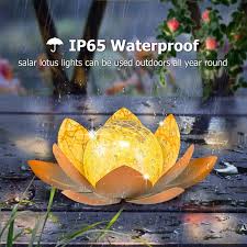 Image result for Lotus discolor